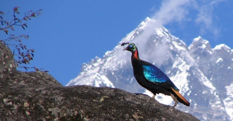 Mountain Flight Tour in Nepal