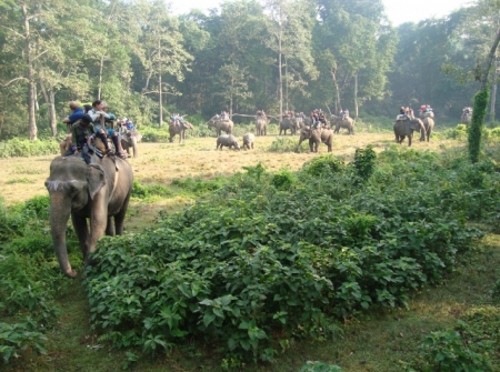 Chitwan Jungle Safari Tour